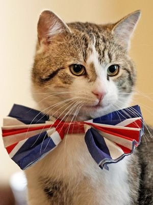 Larry the Cat’s Fate: Inside the British Officials’ Detailed Death Strategy